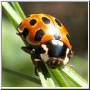 Anatis ocellata - Augenmarienkaefer 04.jpg